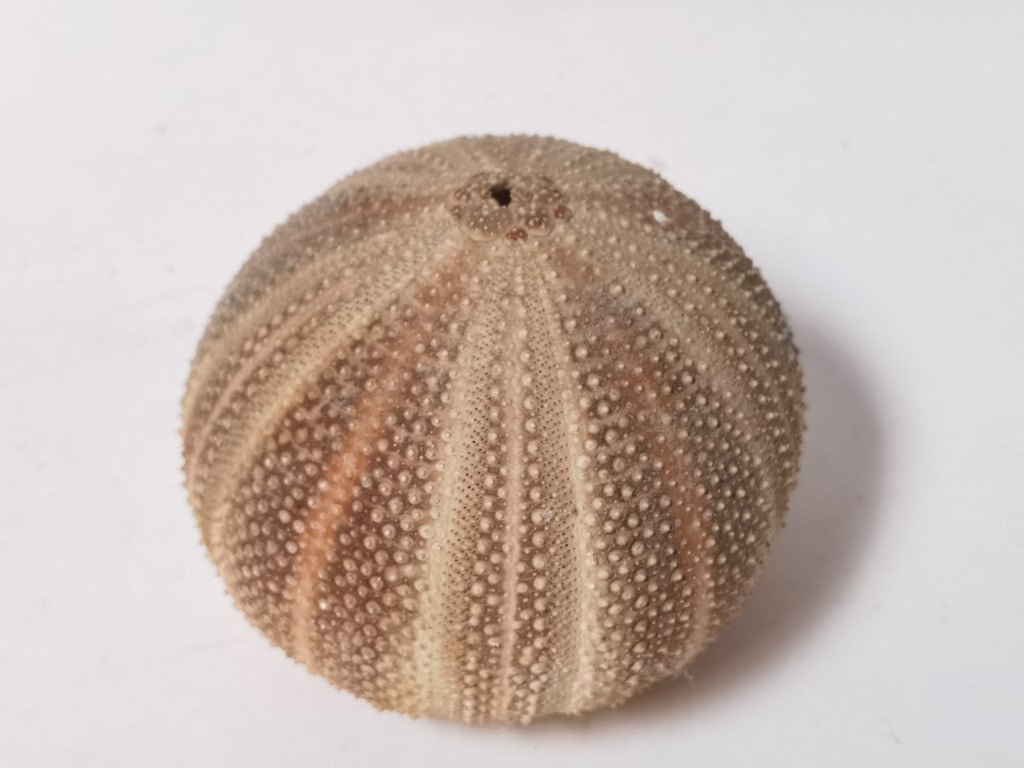 Sea Urchin Shell - 2