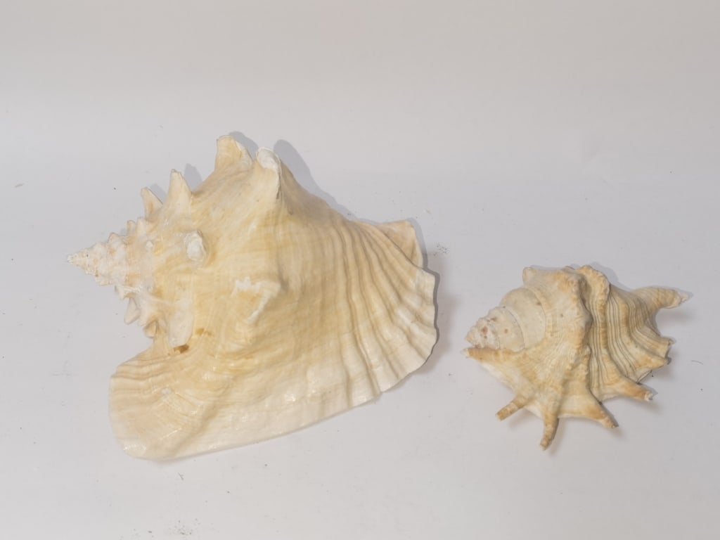 (2) Sea Shells - 2