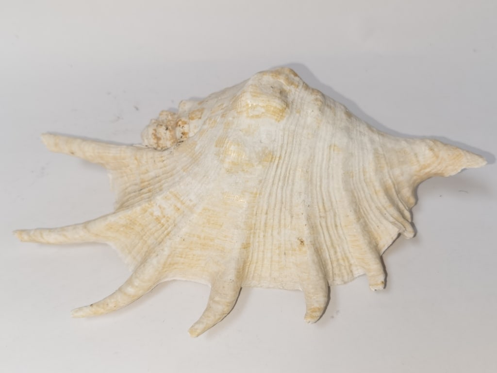 Large Sea Shell - 2