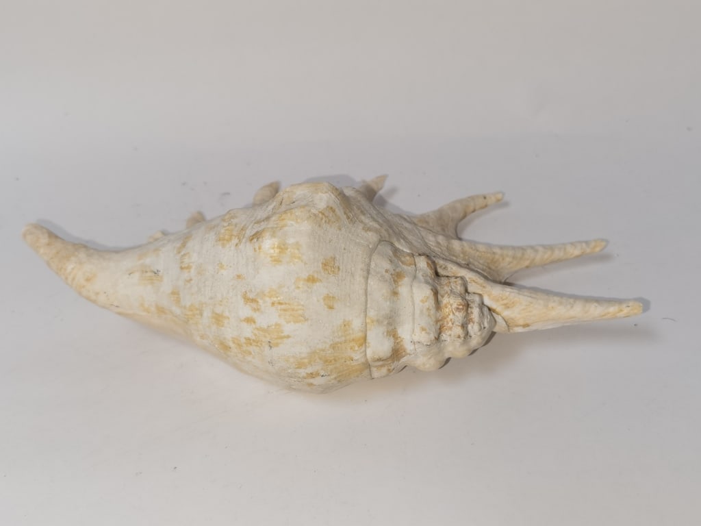 Large Sea Shell - 3
