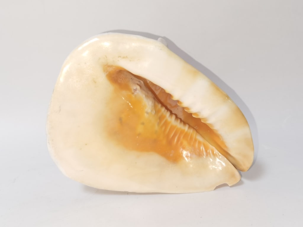 Large Sea Shell (1 of 4)
