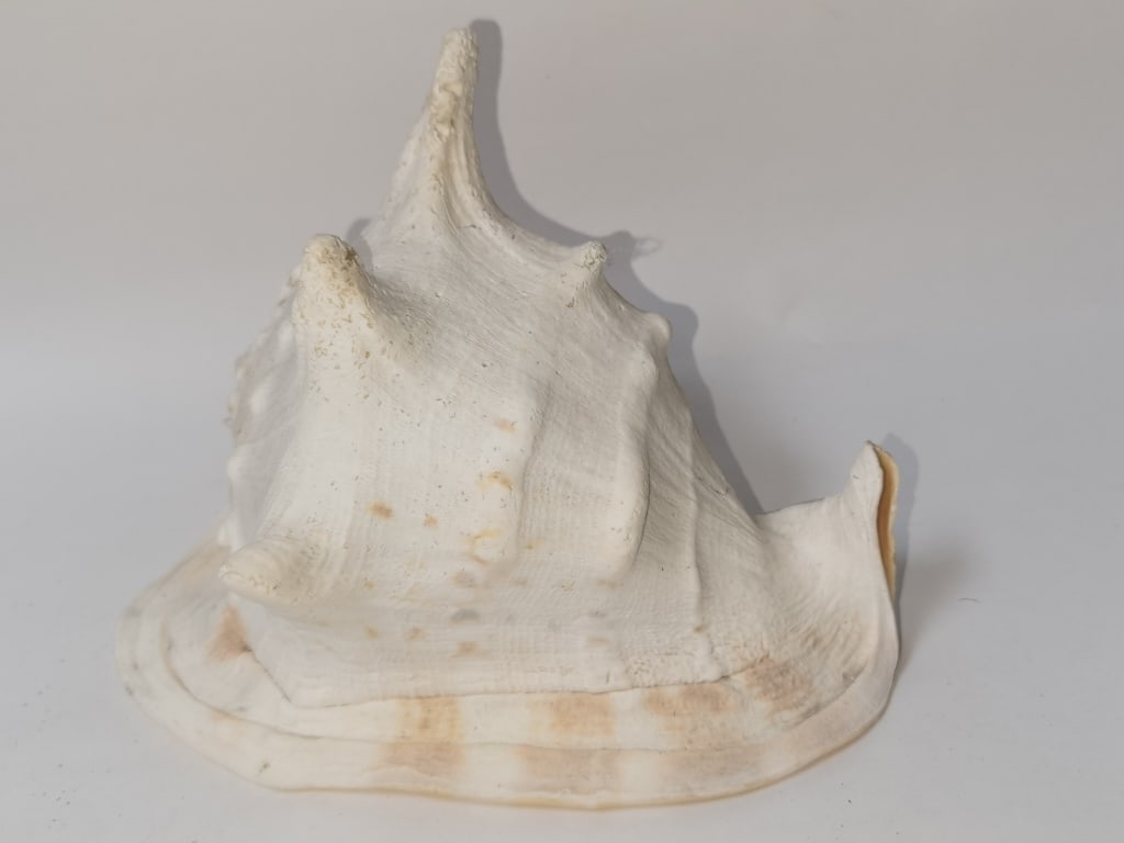 Large Sea Shell - 4