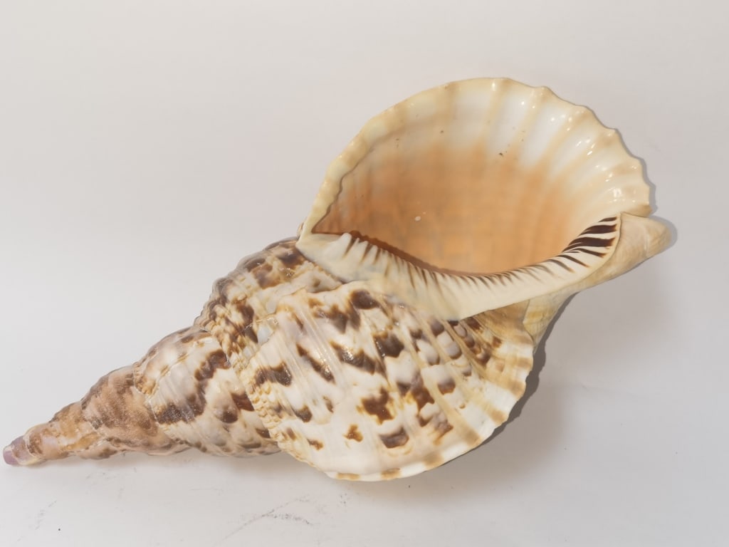 Large Sea Shell - 3