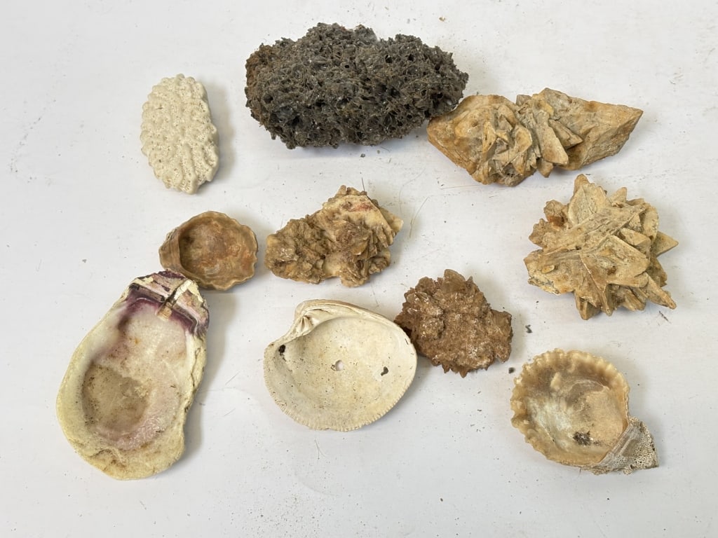 Group of Sea Shells and Stones: Group of Sea Shells and Stones, 5in by 2in