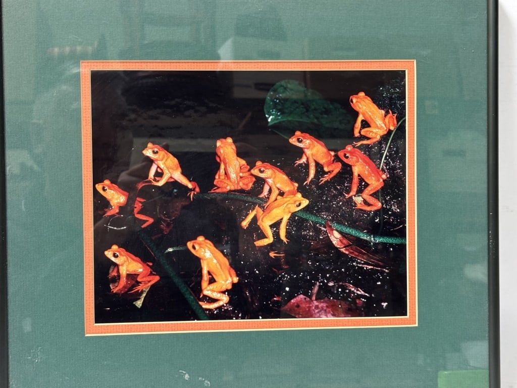 Vintage Print of Frogs (1 of 2)