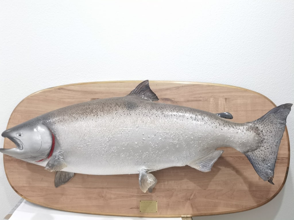 50in Vintage King Salmon Taxidermy by Klineburger (1 of 6)