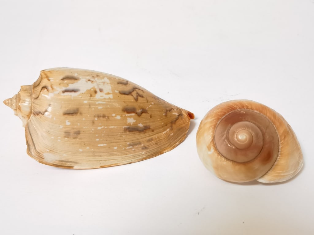 (2) Sea Shells (1 of 2)