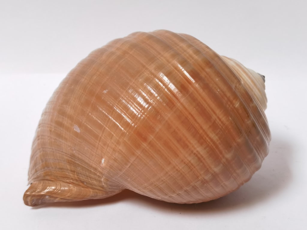 Large Sea Shell - 2