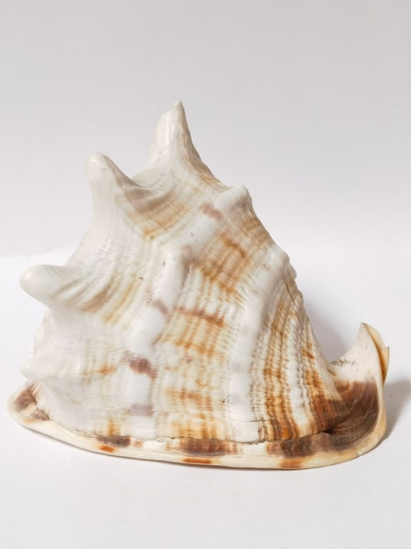 Large Sea Shell - 2