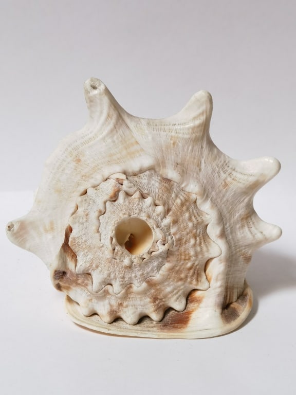 Large Sea Shell - 3