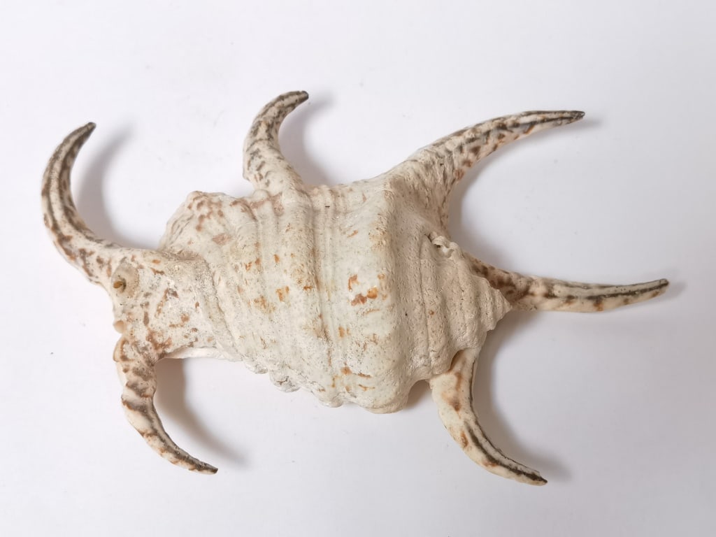Large Sea Shell - 2
