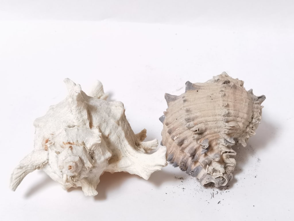 (2) Large Sea Shells - 3