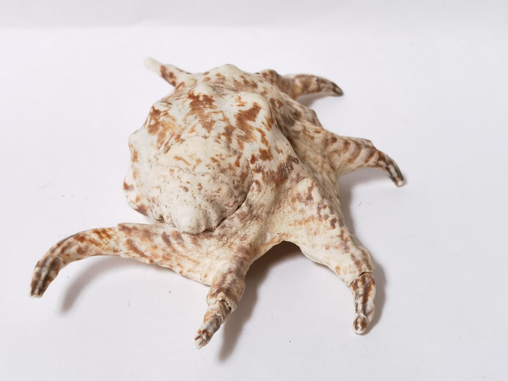 Large Sea Shell - 3