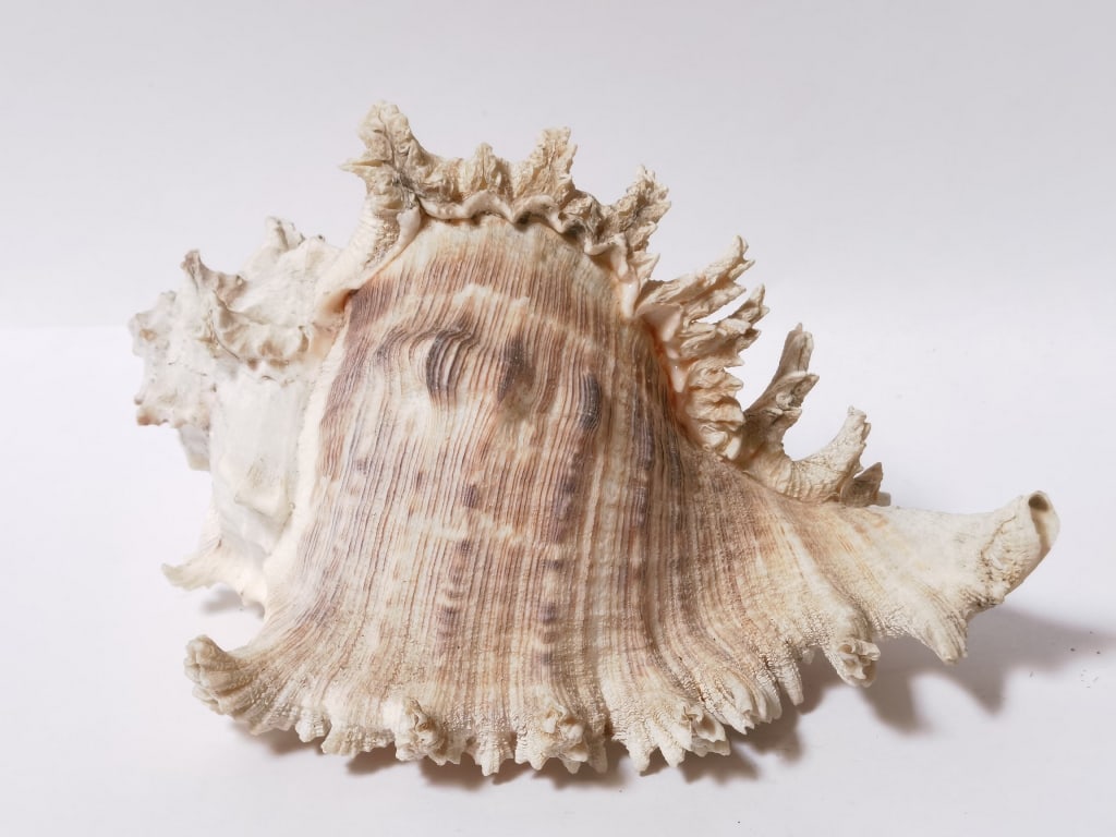 Large Sea Shell (1 of 4)