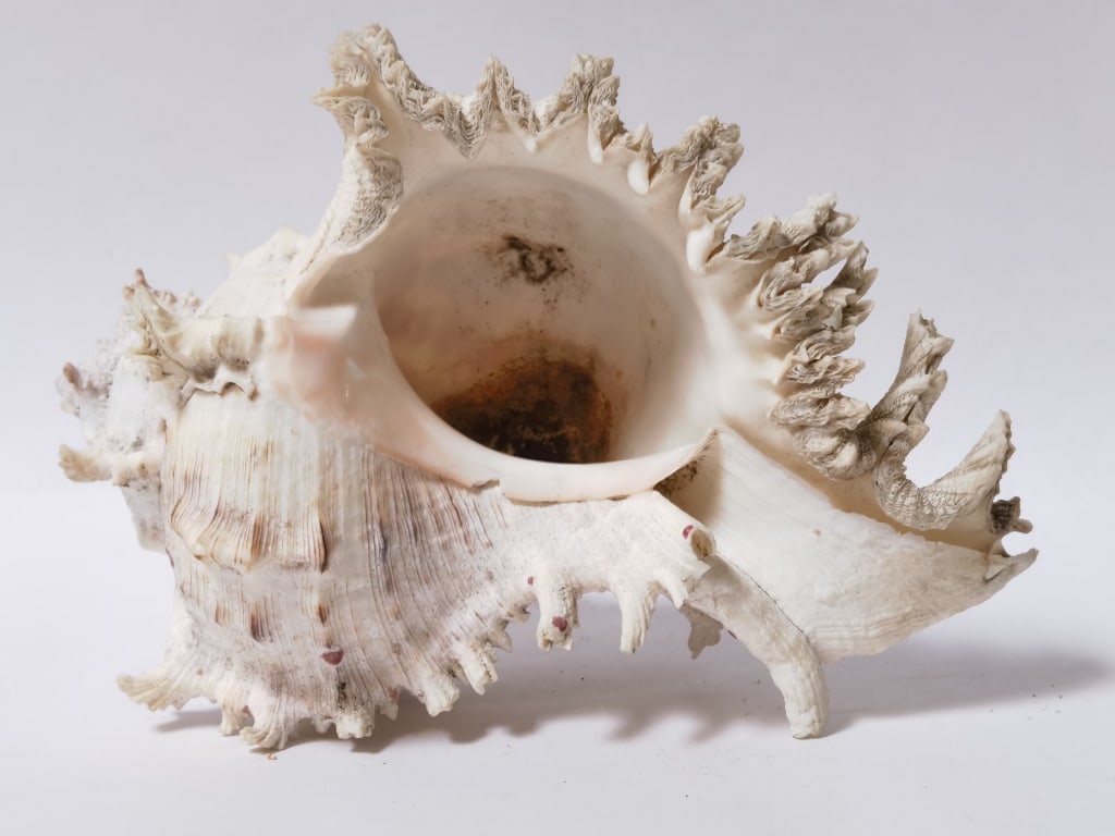 Large Sea Shell - 2
