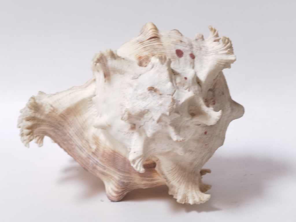 Large Sea Shell - 3