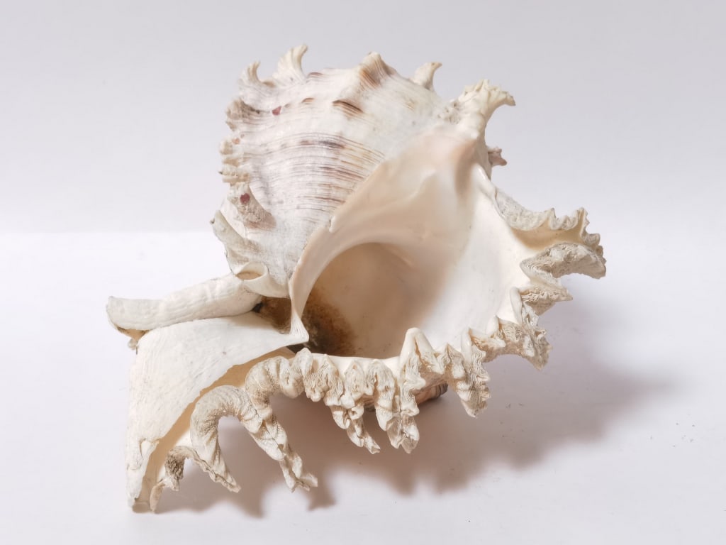 Large Sea Shell - 4