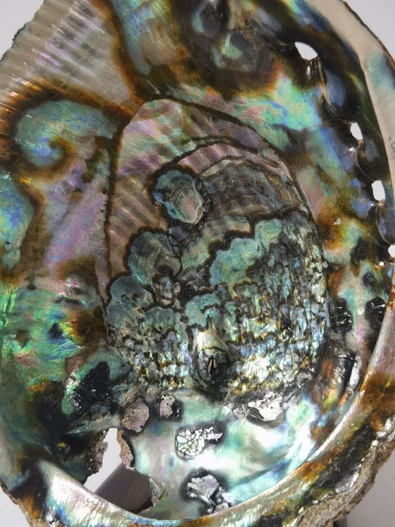 Polished Abalone Shell and Cabochon - 5