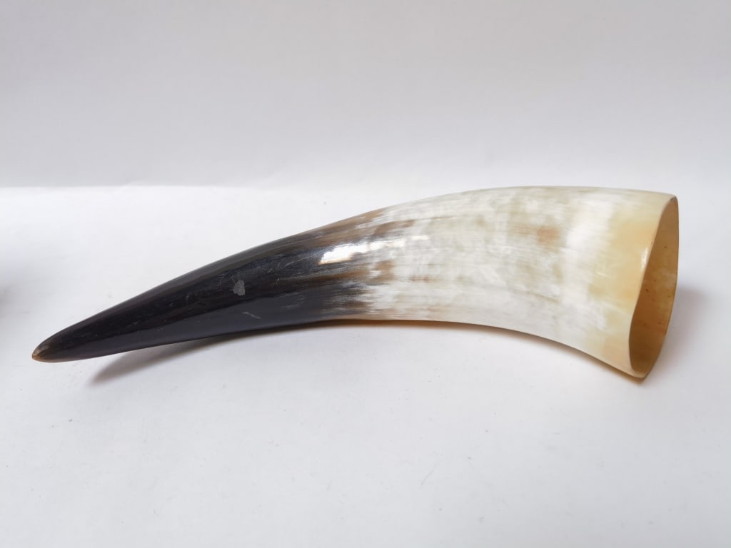 Polished Natural Horn Specimen: Polished Natural Horn Specimen, 10in