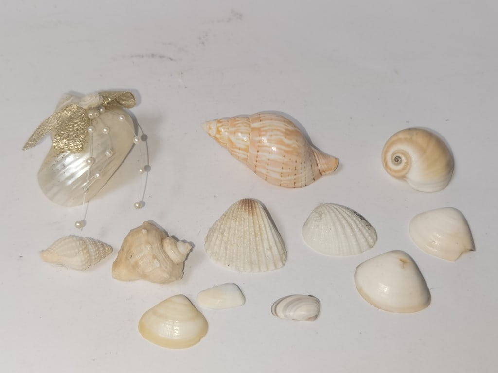 Group of Sea Shells (1 of 3)