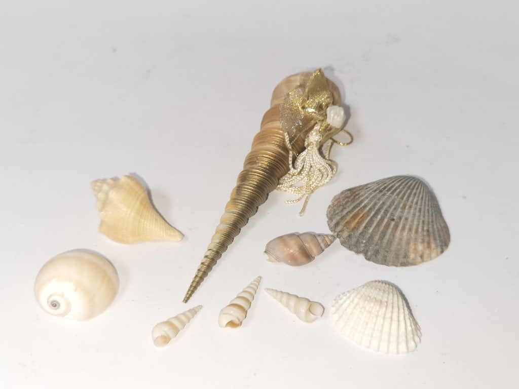 Group of Sea Shells (1 of 3)