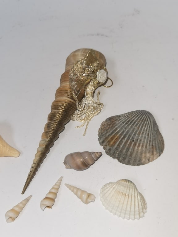 Group of Sea Shells - 3