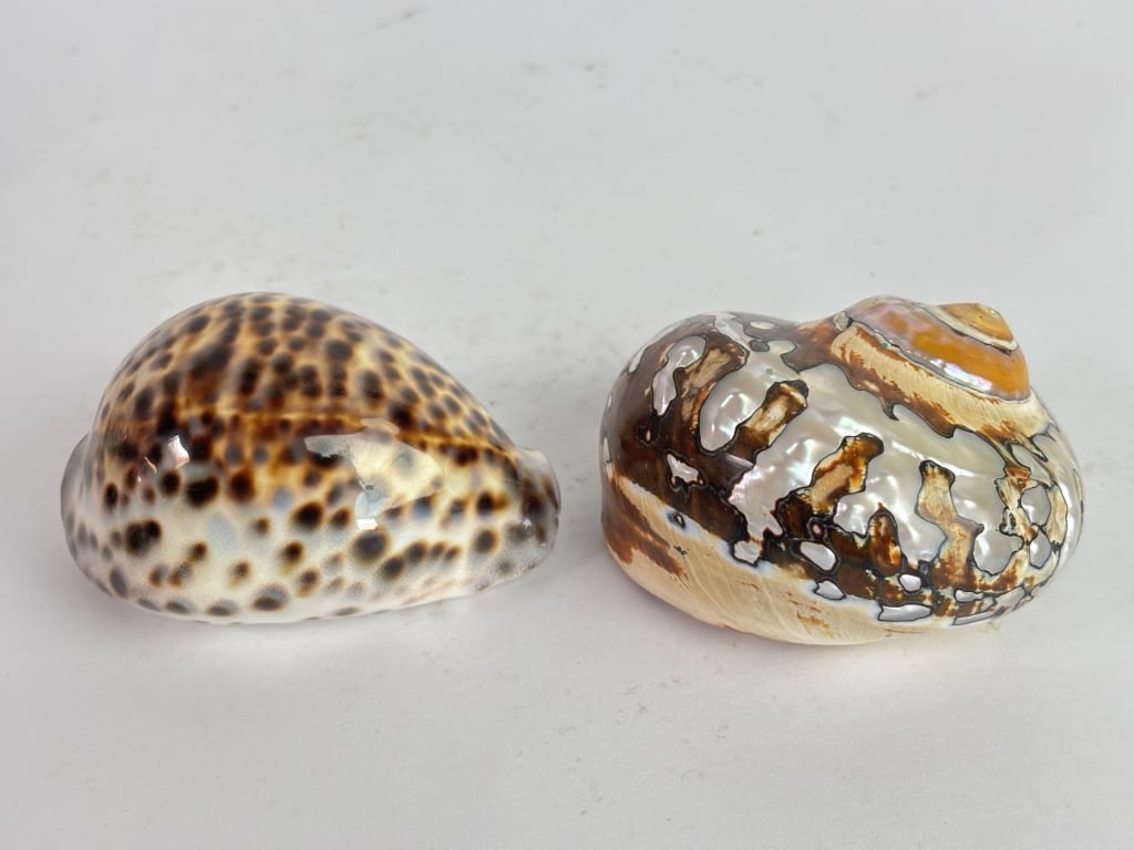 (2) Sea Shells - 2