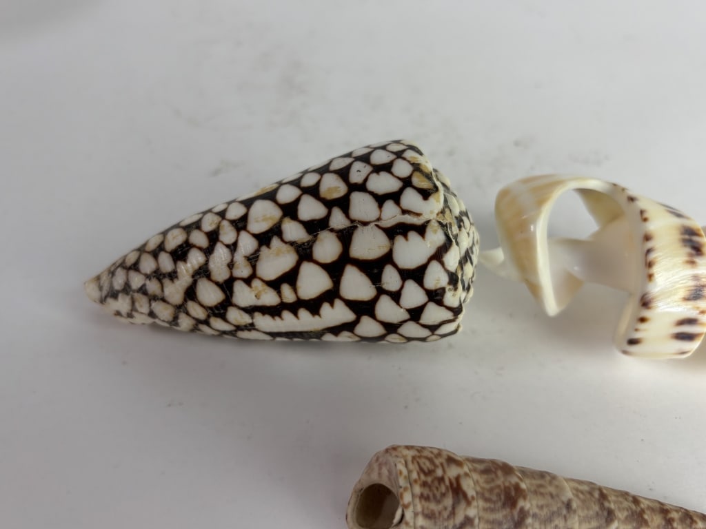 (3) Sea Shells - 2