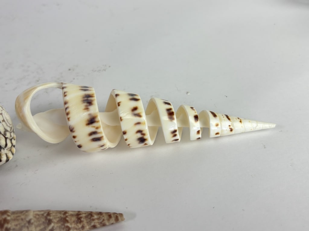 (3) Sea Shells - 3