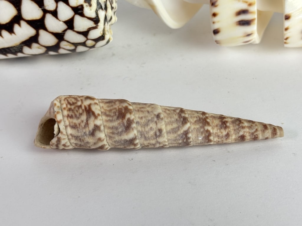 (3) Sea Shells - 4
