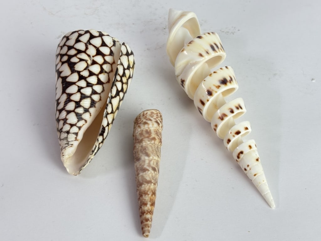 (3) Sea Shells - 5