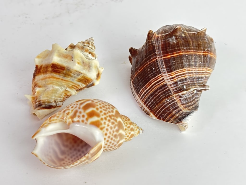 (3) Sea Shells - 2