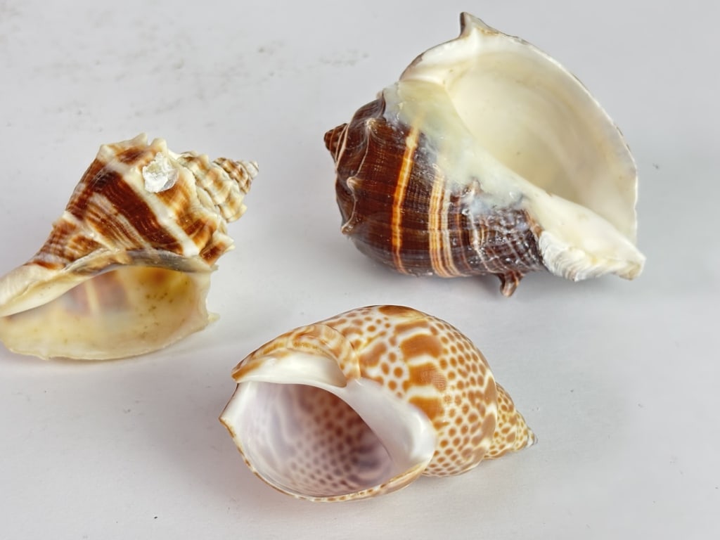 (3) Sea Shells - 3