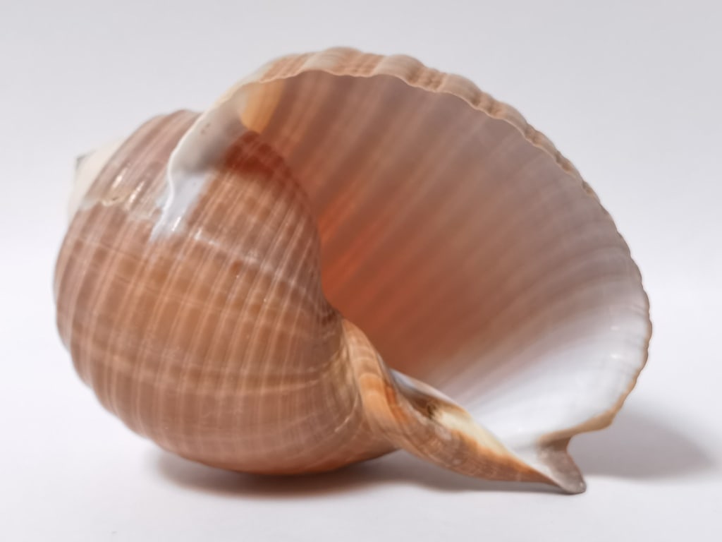 Large Sea Shell - 3