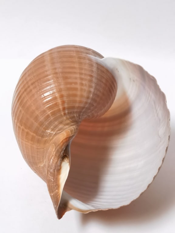 Large Sea Shell - 4