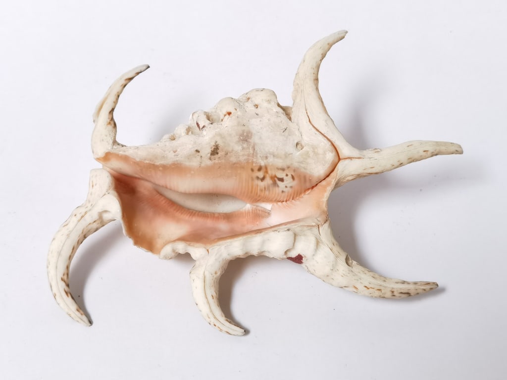 Large Sea Shell - 3