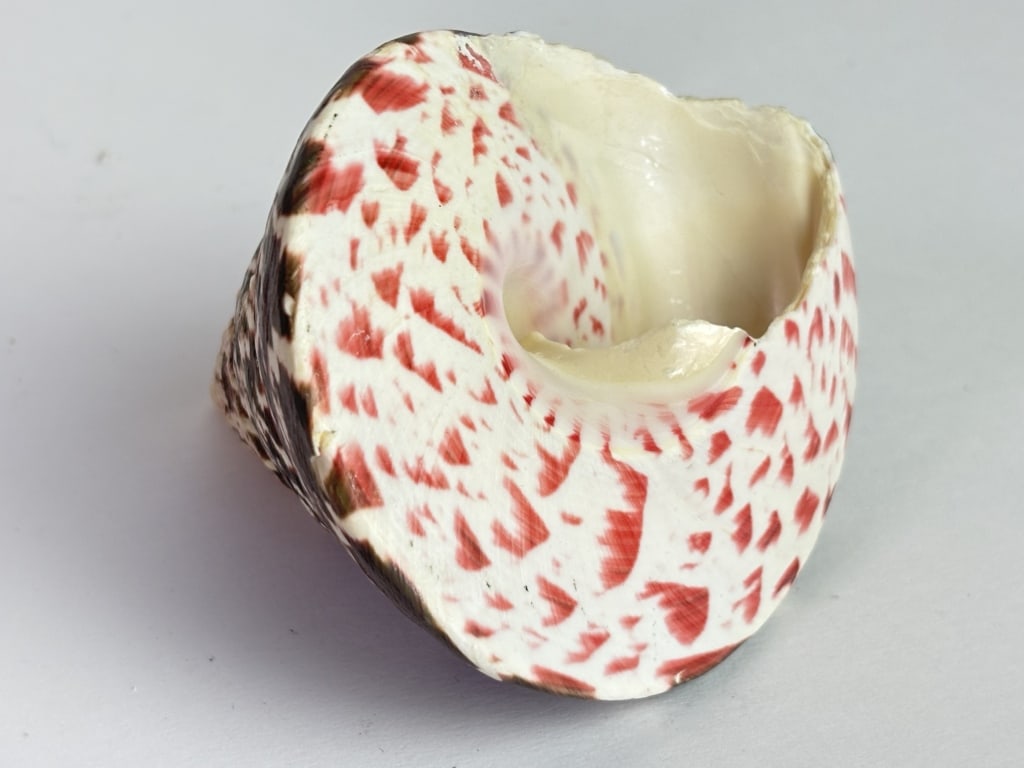 Trocha Niloticus Spiral Sea Shell - 2
