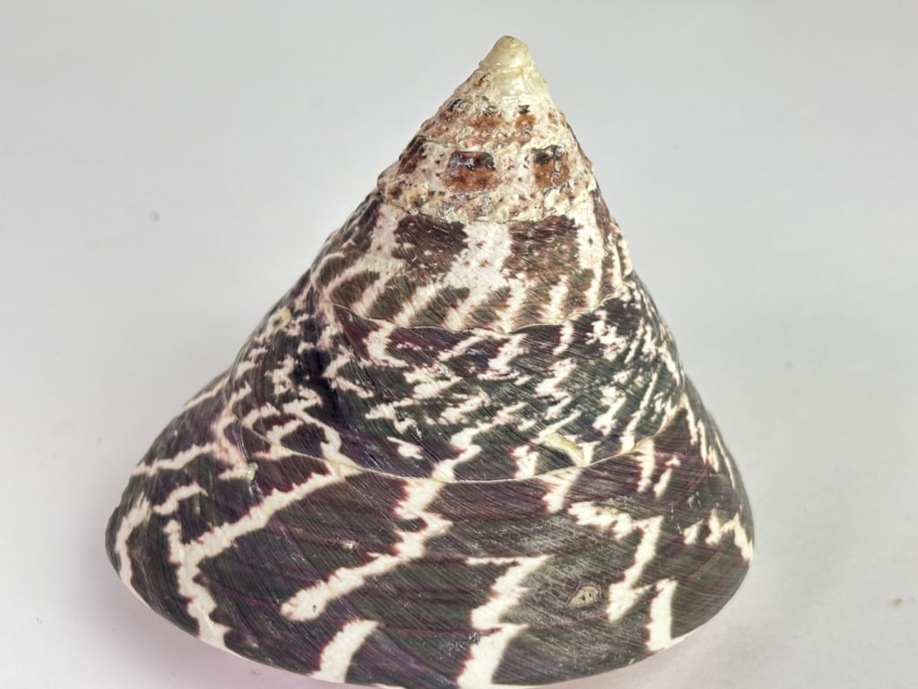 Trocha Niloticus Spiral Sea Shell - 3