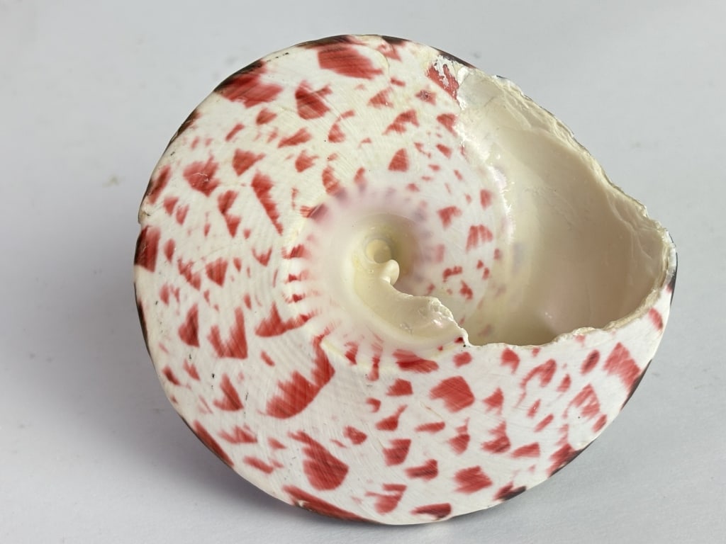 Trocha Niloticus Spiral Sea Shell - 4