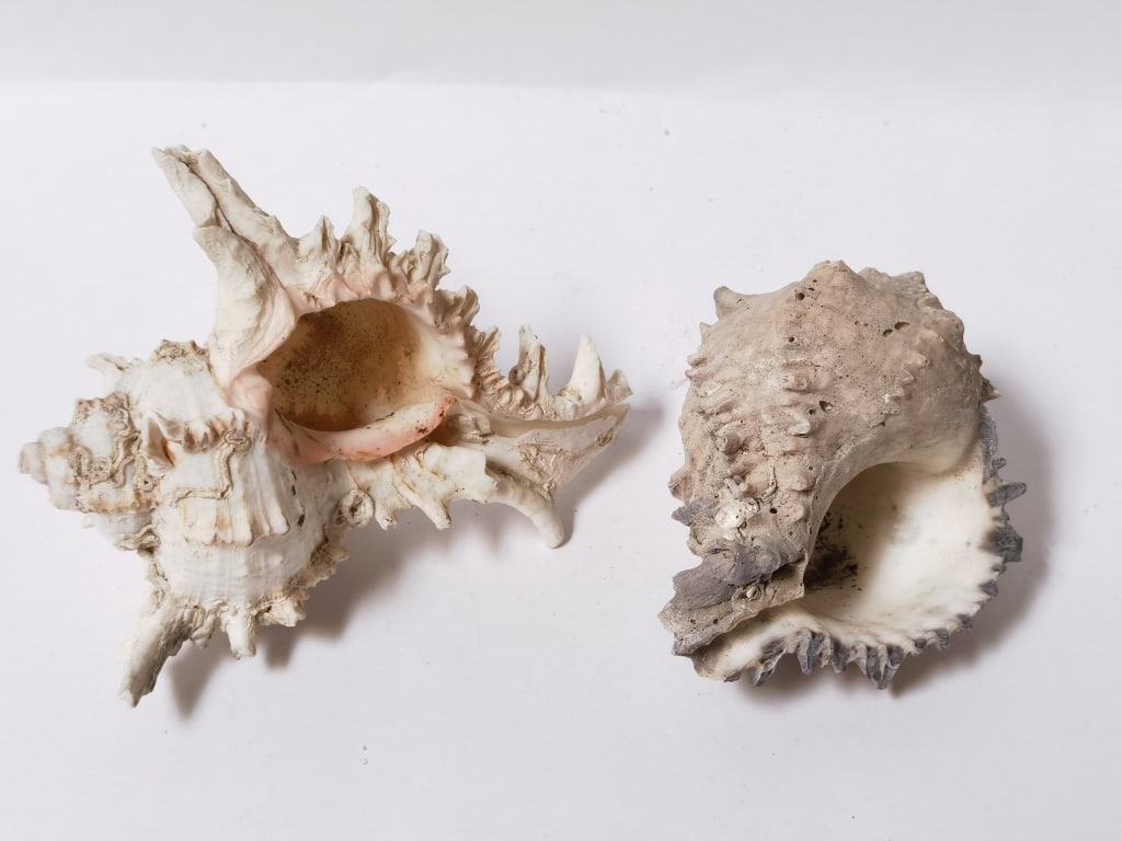 (2) Large Sea Shells - 2