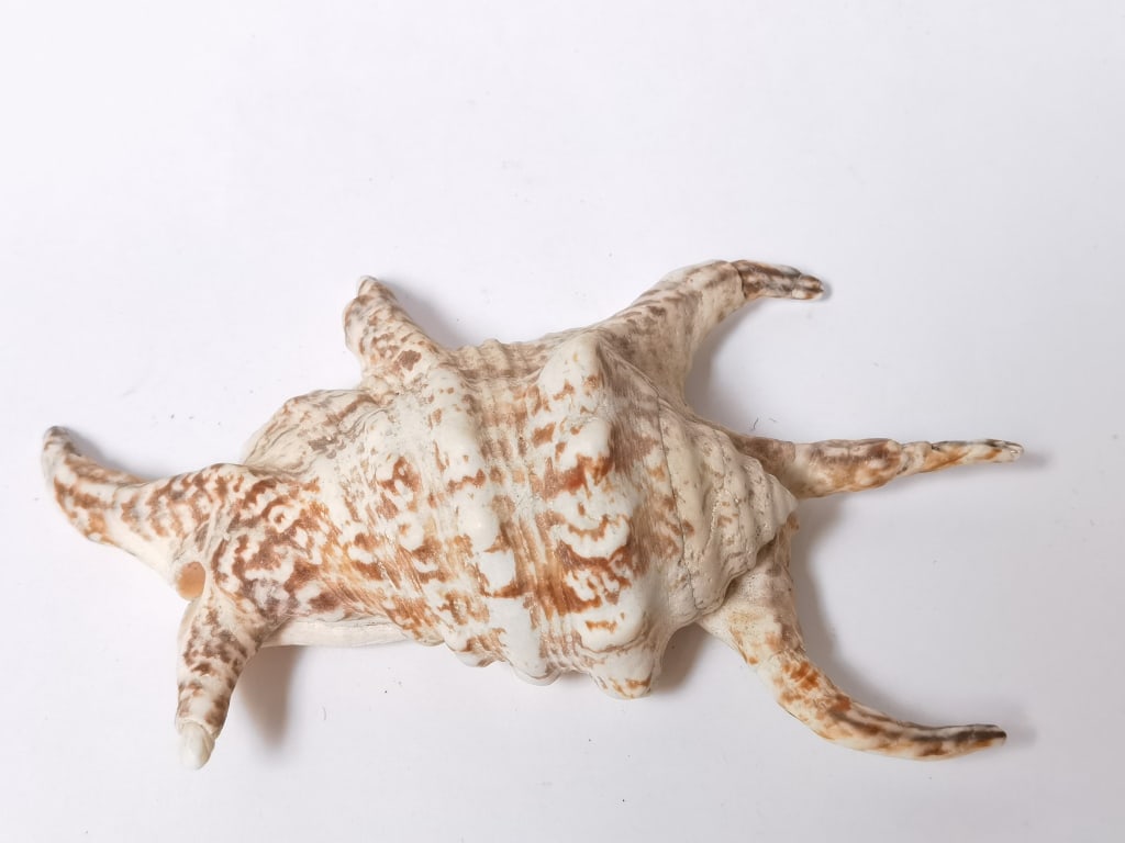 Large Sea Shell - 2