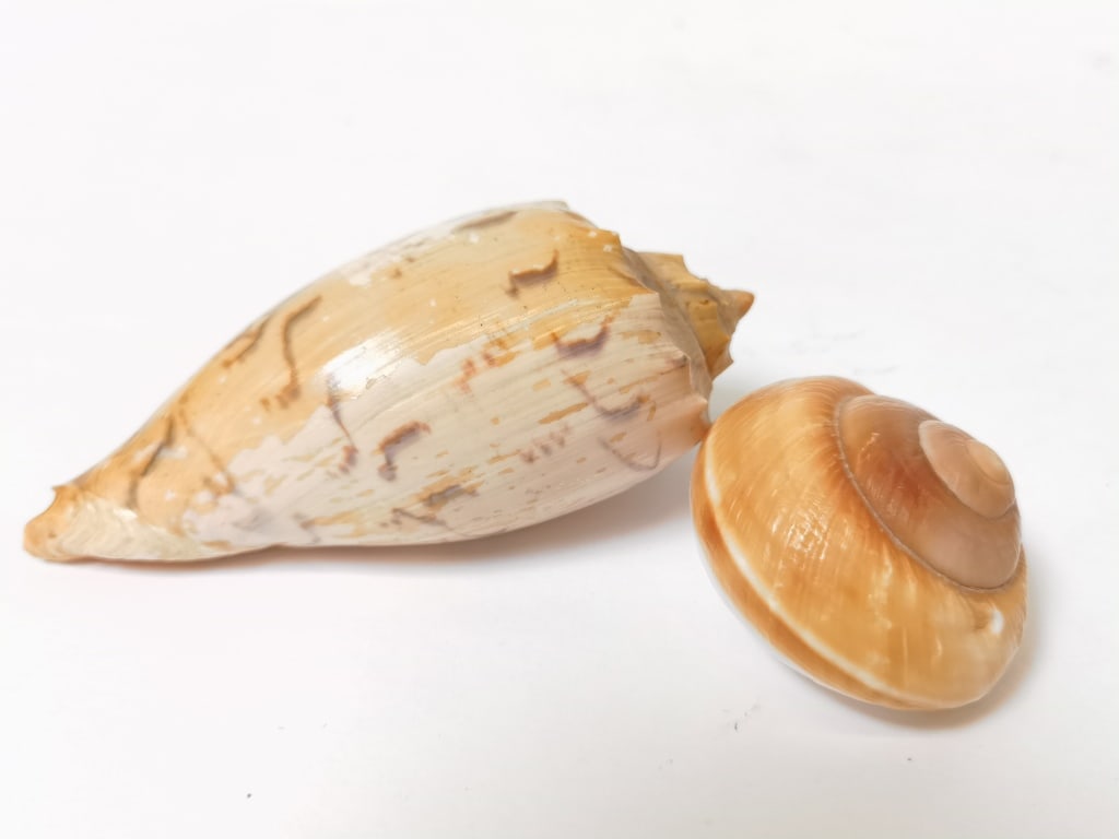 (2) Sea Shells - 2
