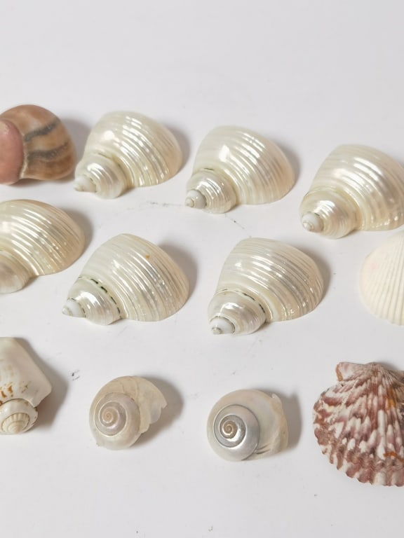 Assorted Marine Sea Shells - 3