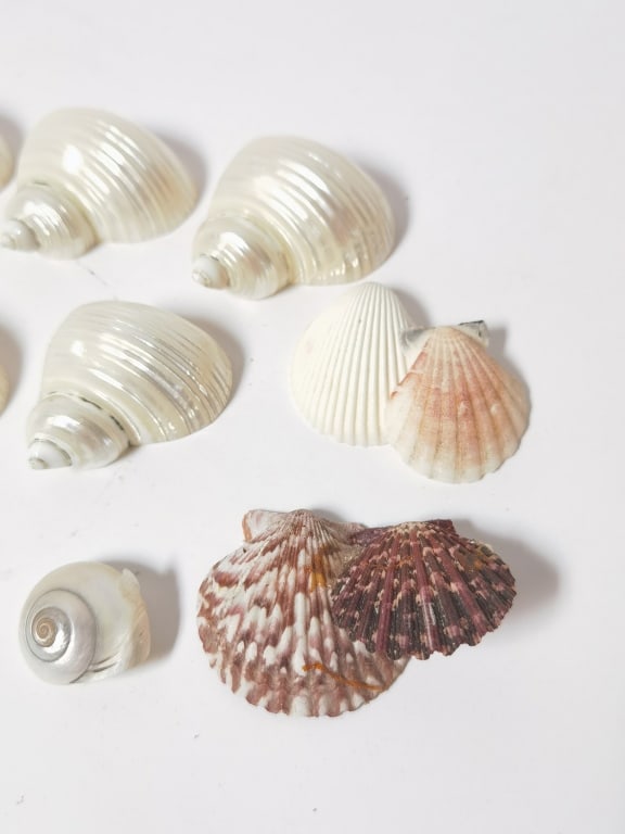 Assorted Marine Sea Shells - 4