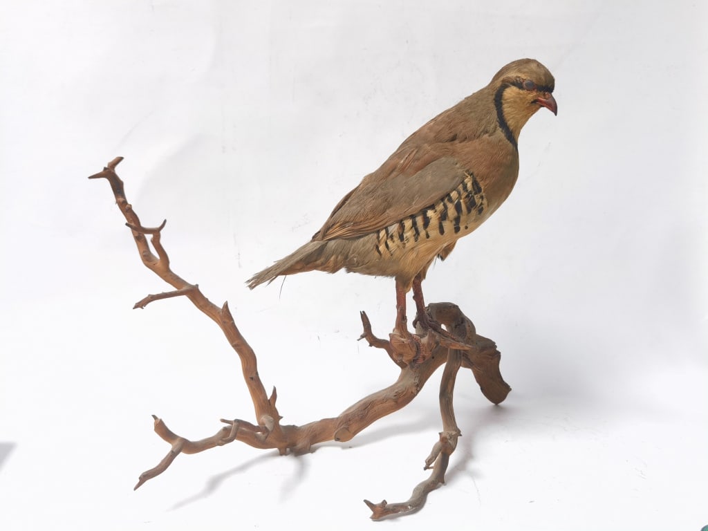 Taxidermy Chukar Partridge Mount on Driftwood: Taxidermy Chukar Partridge Mount on Driftwood, 17in by 15in by 8in