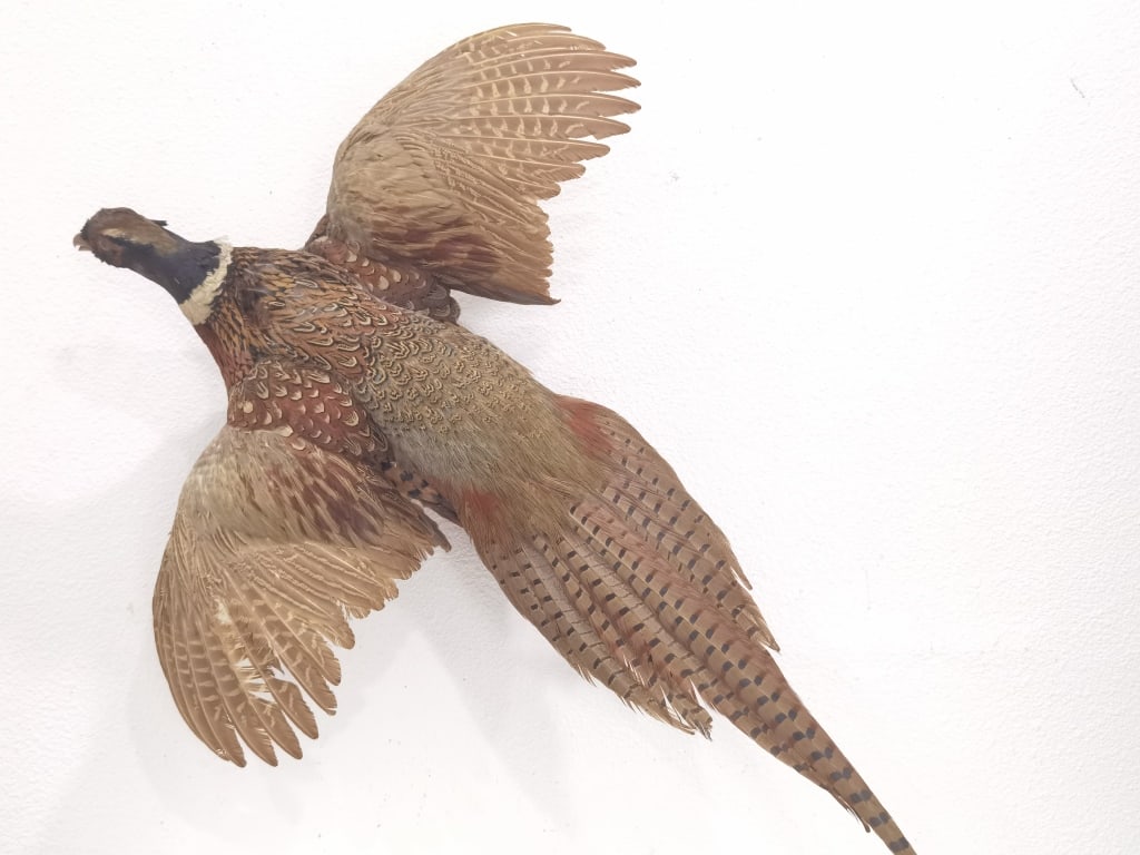 Taxidermy Ring-Necked Pheasant Wall Mount (1 of 9)