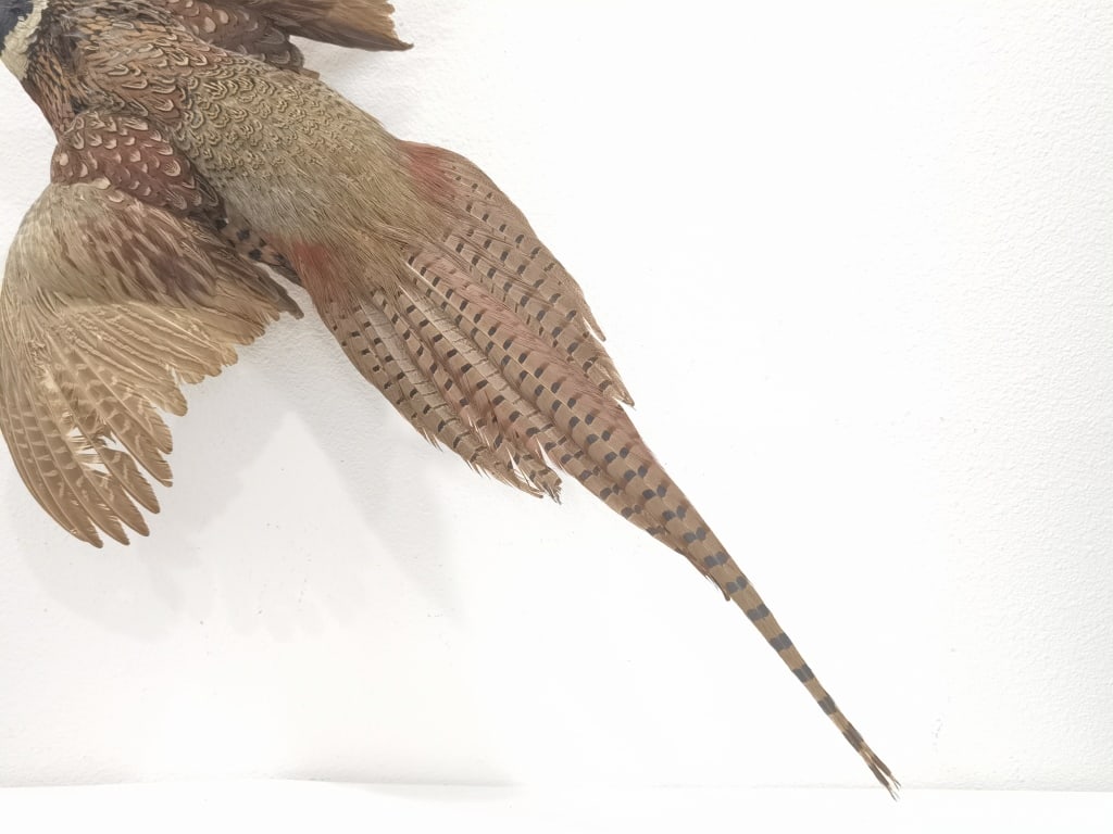 Taxidermy Ring-Necked Pheasant Wall Mount - 2
