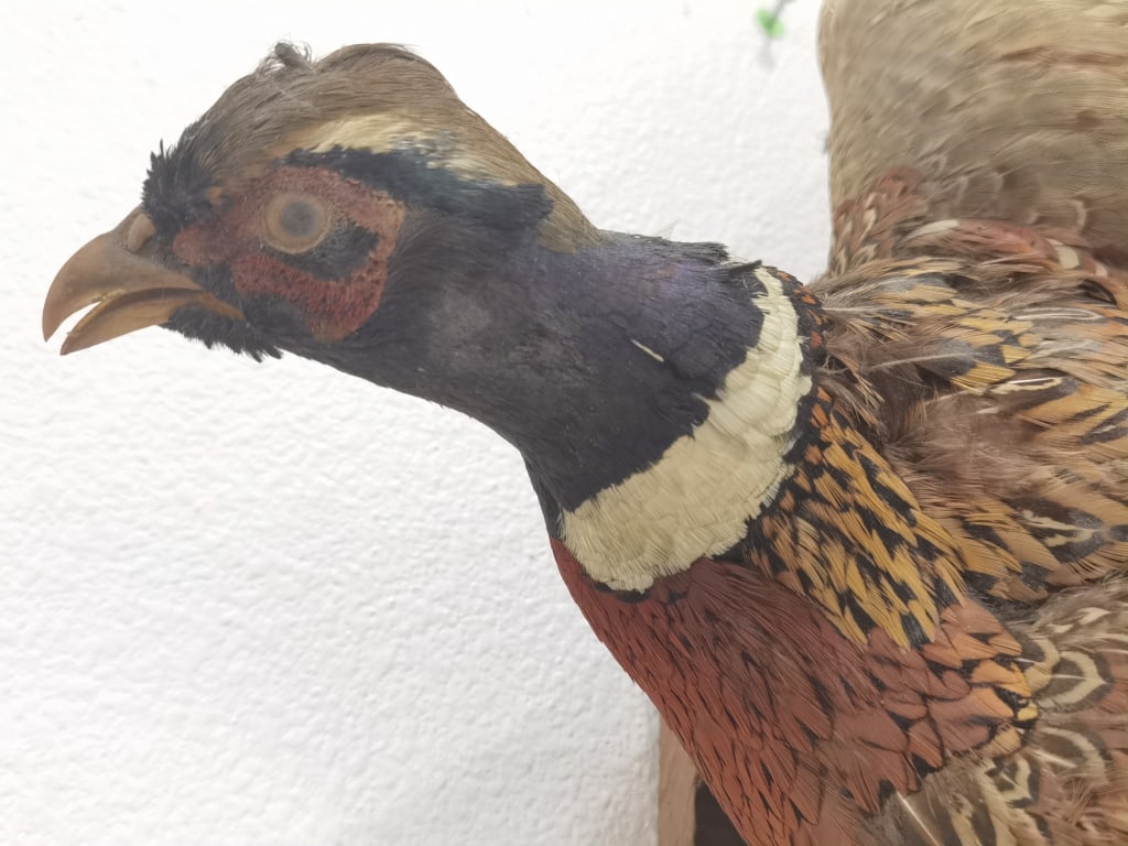 Taxidermy Ring-Necked Pheasant Wall Mount - 3