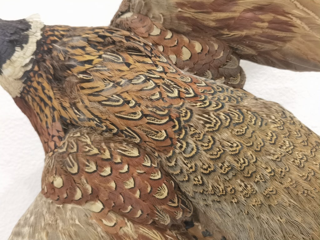 Taxidermy Ring-Necked Pheasant Wall Mount - 4