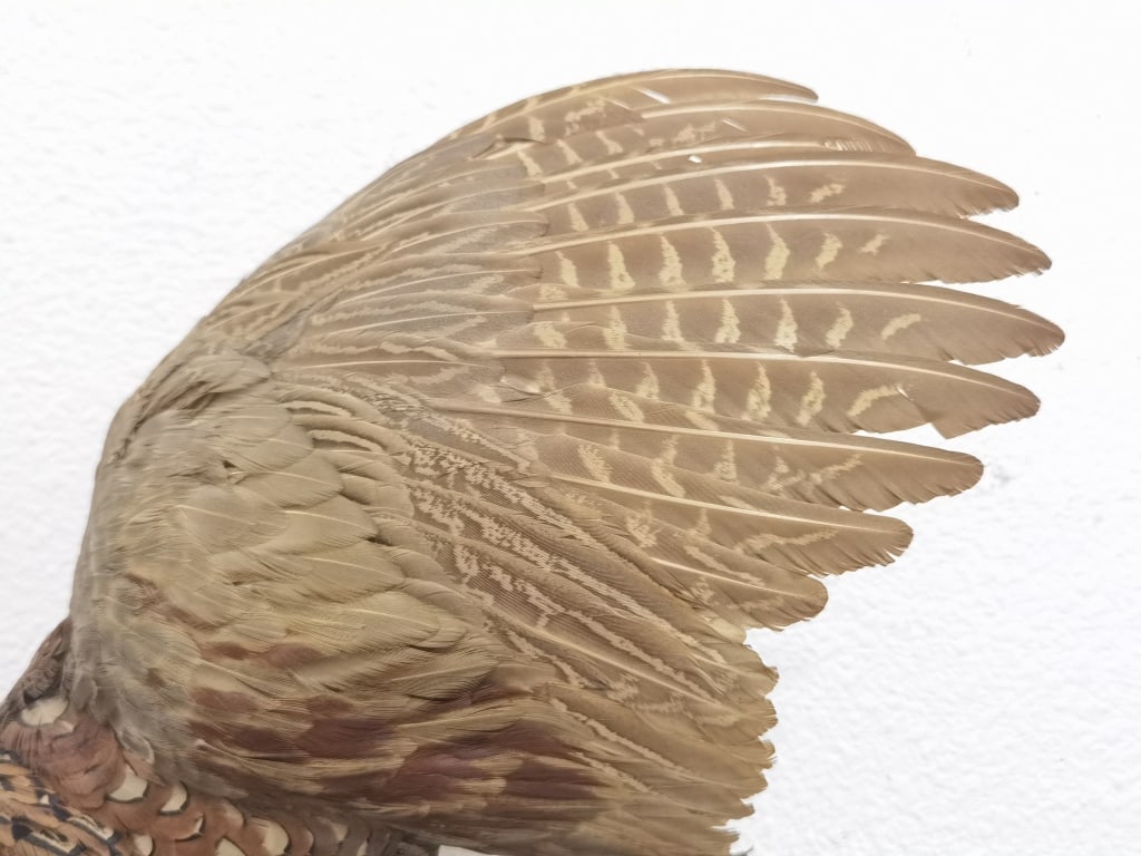 Taxidermy Ring-Necked Pheasant Wall Mount - 5